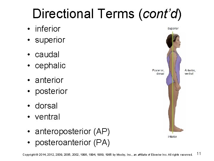 Directional Terms (cont’d) • inferior • superior • caudal • cephalic • anterior •