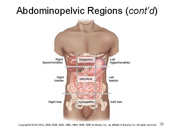 Abdominopelvic Regions (cont’d) Copyright © 2014, 2012, 2009, 2005, 2002, 1998, 1994, 1989, 1985