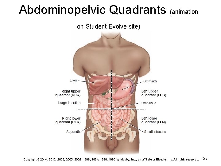 Abdominopelvic Quadrants (animation on Student Evolve site) Copyright © 2014, 2012, 2009, 2005, 2002,