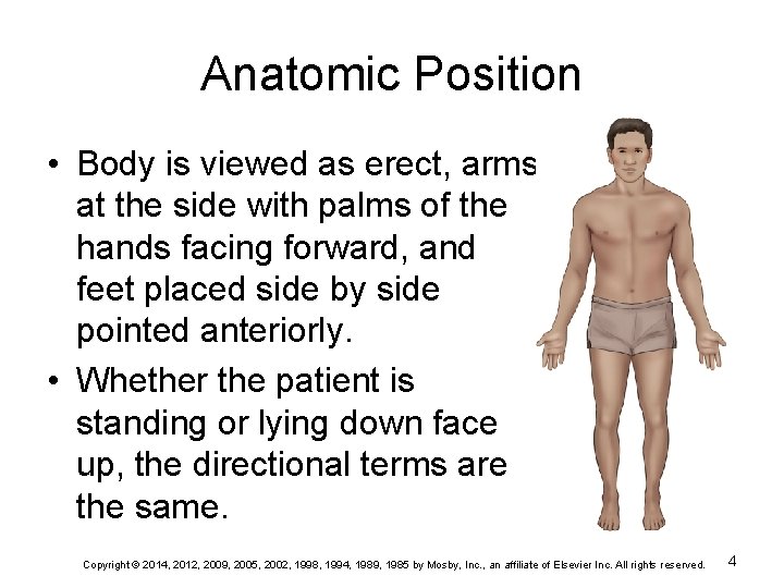 Anatomic Position • Body is viewed as erect, arms at the side with palms