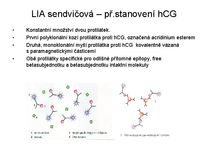 LIA sendvičová – př. stanovení h. CG • • Konstantní množství dvou protilátek. První