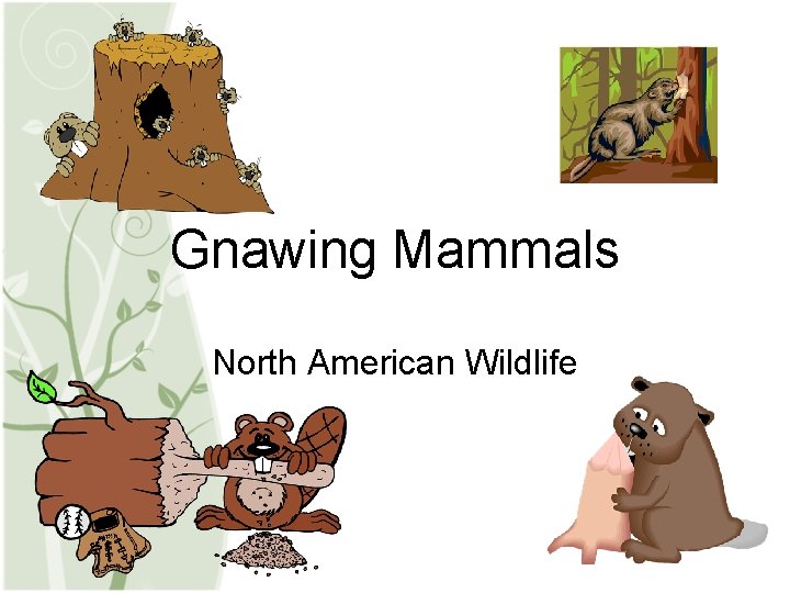 Gnawing Mammals North American Wildlife 