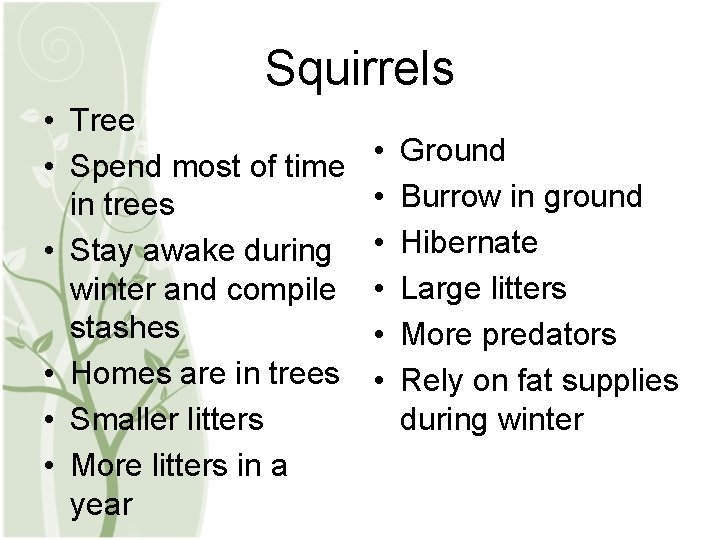 Squirrels • Tree • Spend most of time in trees • Stay awake during