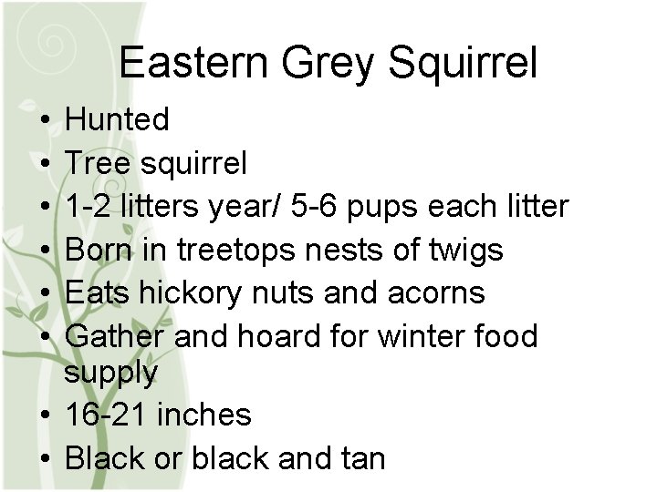 Eastern Grey Squirrel • • • Hunted Tree squirrel 1 -2 litters year/ 5