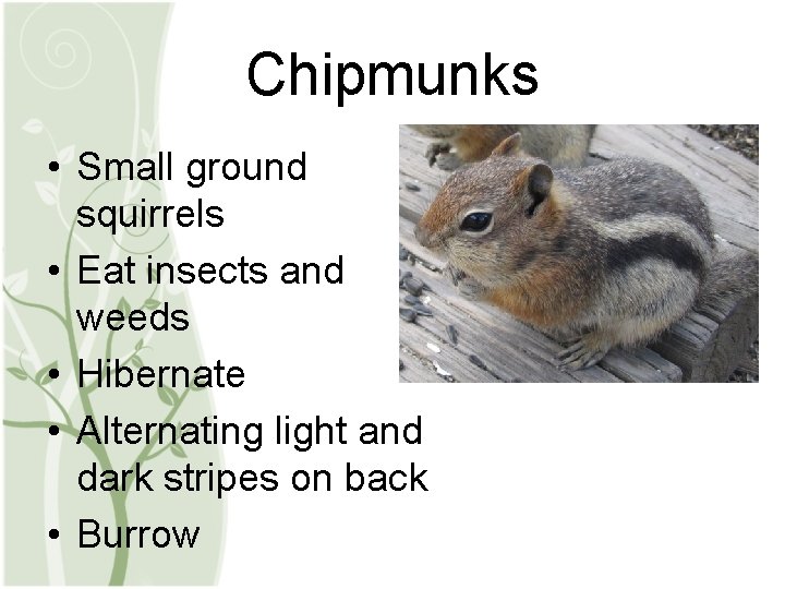 Chipmunks • Small ground squirrels • Eat insects and weeds • Hibernate • Alternating