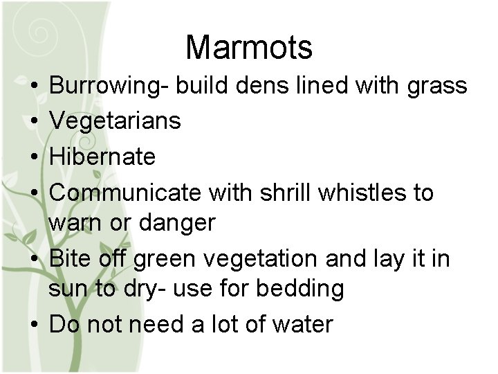 Marmots • • Burrowing- build dens lined with grass Vegetarians Hibernate Communicate with shrill