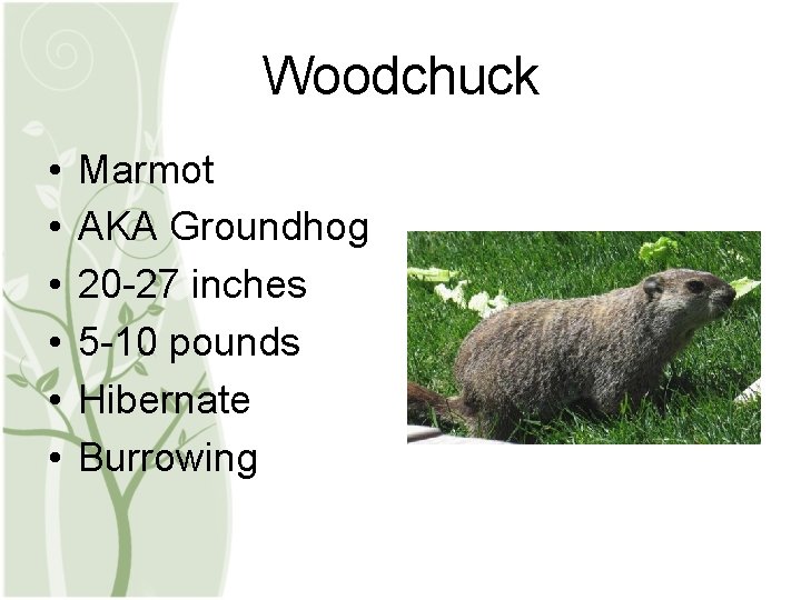 Woodchuck • • • Marmot AKA Groundhog 20 -27 inches 5 -10 pounds Hibernate