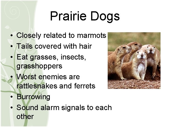 Prairie Dogs • Closely related to marmots • Tails covered with hair • Eat