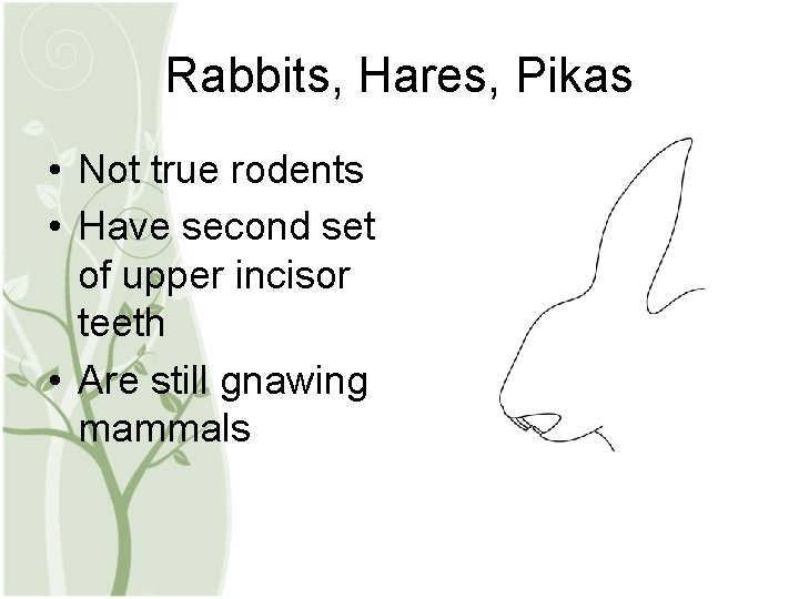 Rabbits, Hares, Pikas • Not true rodents • Have second set of upper incisor