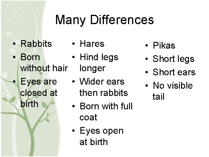 Many Differences • Rabbits • Born without hair • Eyes are closed at birth