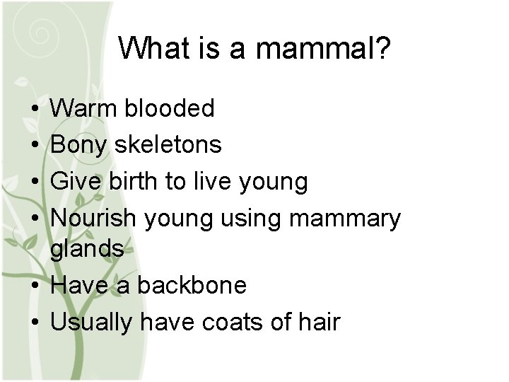 What is a mammal? • • Warm blooded Bony skeletons Give birth to live