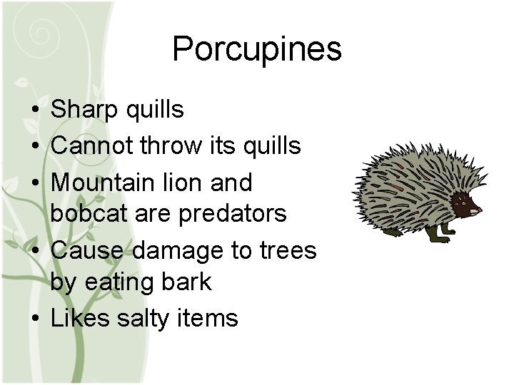 Porcupines • Sharp quills • Cannot throw its quills • Mountain lion and bobcat