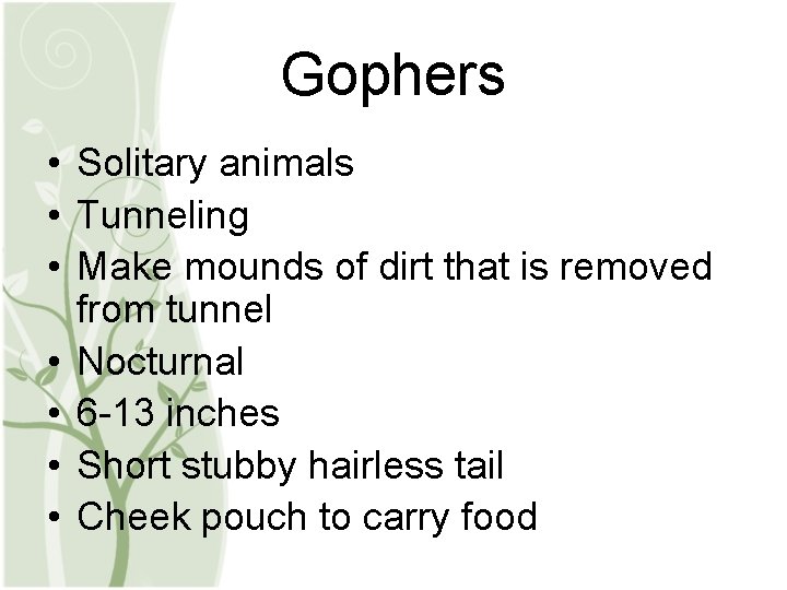 Gophers • Solitary animals • Tunneling • Make mounds of dirt that is removed