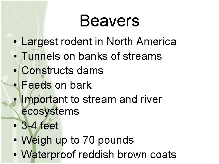 Beavers • • • Largest rodent in North America Tunnels on banks of streams