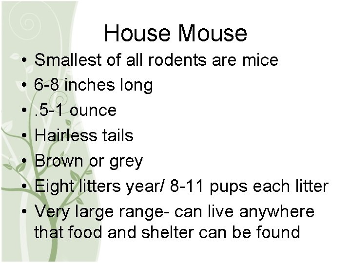 House Mouse • • Smallest of all rodents are mice 6 -8 inches long.