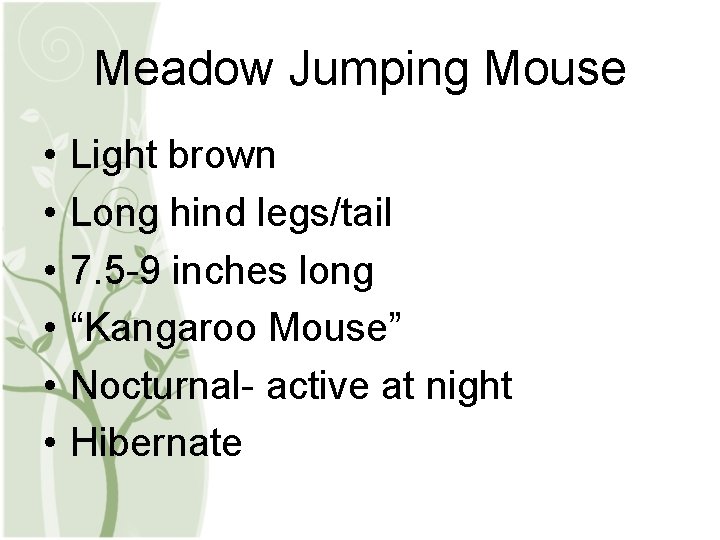 Meadow Jumping Mouse • • • Light brown Long hind legs/tail 7. 5 -9