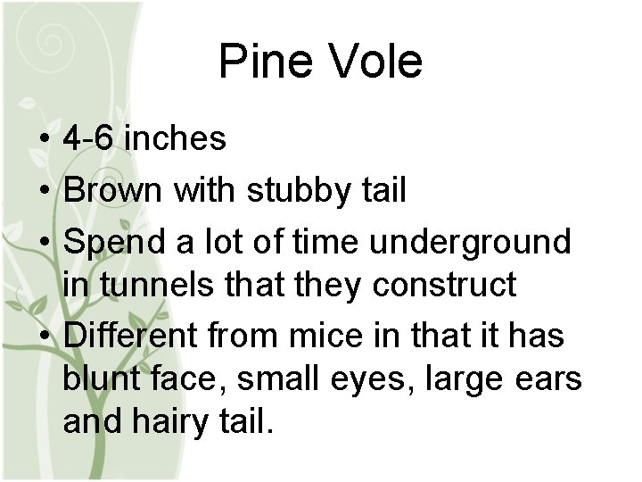 Pine Vole • 4 -6 inches • Brown with stubby tail • Spend a