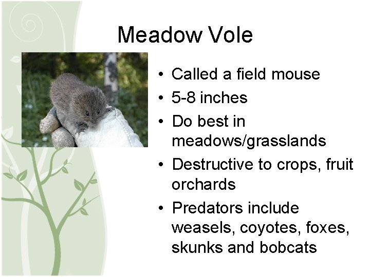 Meadow Vole • Called a field mouse • 5 -8 inches • Do best