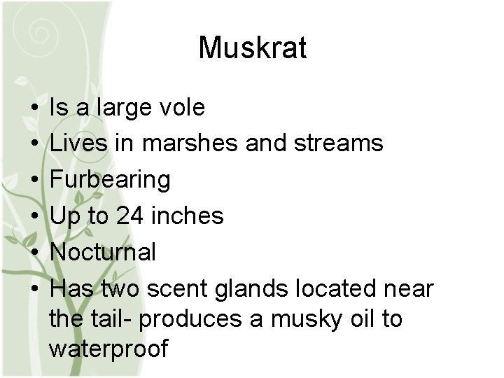 Muskrat • • • Is a large vole Lives in marshes and streams Furbearing