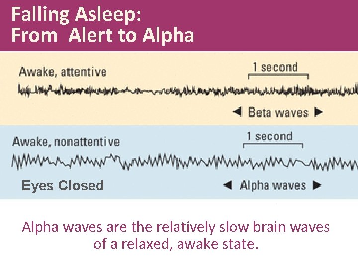 Falling Asleep: From Alert to Alpha Eyes Closed Alpha waves are the relatively slow