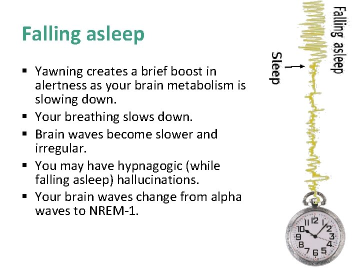 Falling asleep § Yawning creates a brief boost in alertness as your brain metabolism