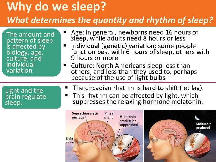 Why do we sleep? What determines the quantity and rhythm of sleep? The amount