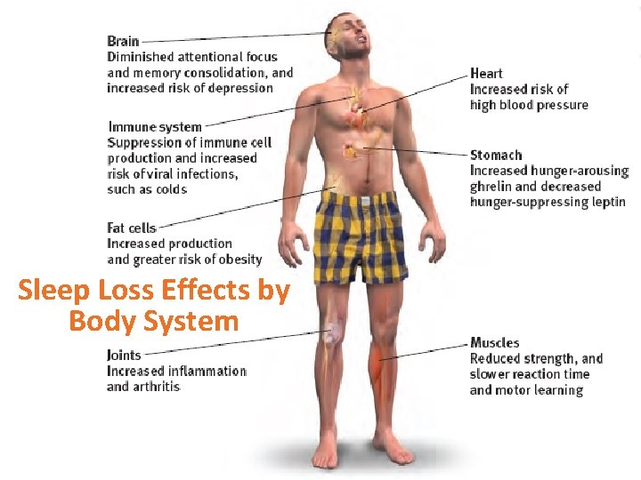 Sleep Loss Effects by Body System 