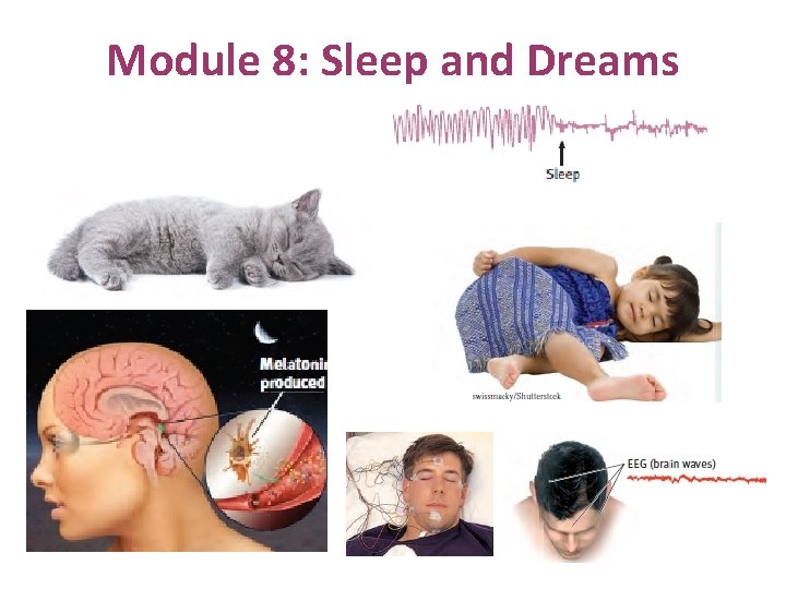 Module 8: Sleep and Dreams 