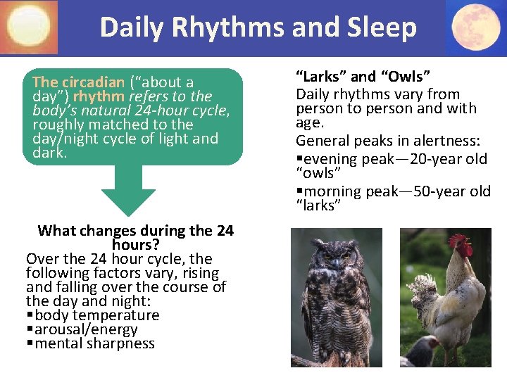 Daily Rhythms and Sleep The circadian (“about a day”) rhythm refers to the body’s