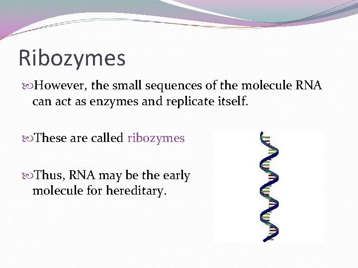 Ribozymes However, the small sequences of the molecule RNA can act as enzymes and