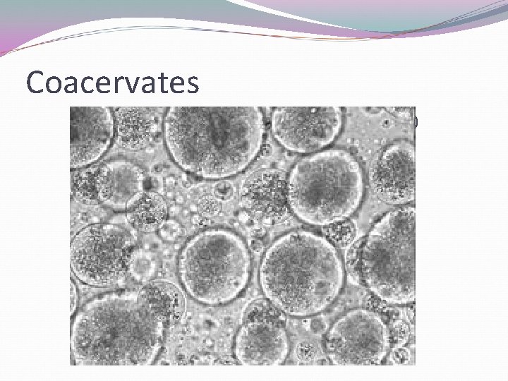 Coacervates (lipids) Coacervates (lipids)