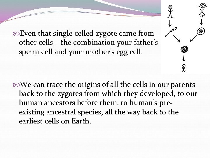  Even that single celled zygote came from other cells – the combination your