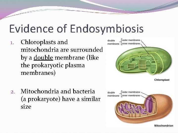 Evidence of Endosymbiosis 1. Chloroplasts and mitochondria are surrounded by a double membrane (like