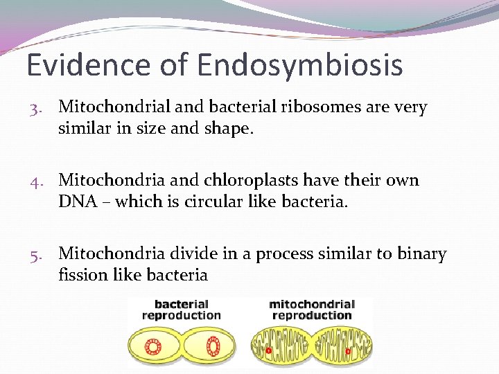 Evidence of Endosymbiosis 3. Mitochondrial and bacterial ribosomes are very similar in size and