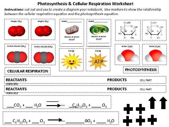 Photosynthesis & Cellular Respiration Worksheet Instructions: cut out and use to create a diagram