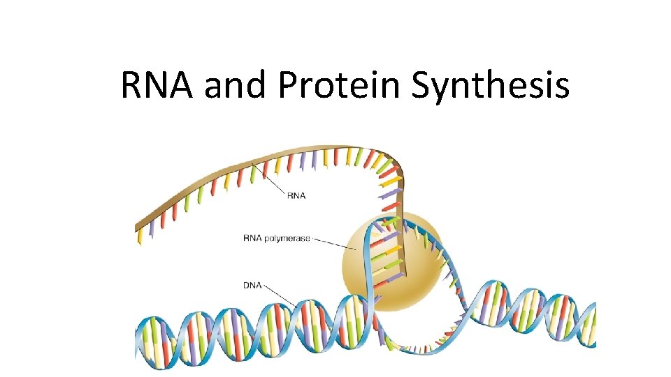 RNA and Protein Synthesis 