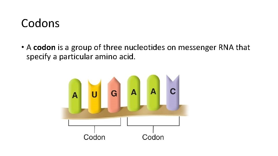 Codons • A codon is a group of three nucleotides on messenger RNA that