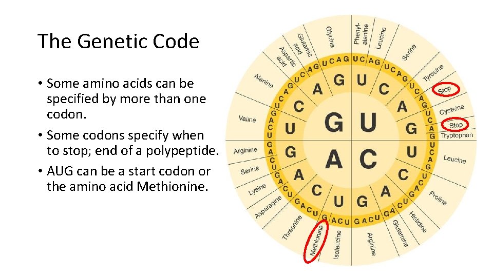 The Genetic Code • Some amino acids can be specified by more than one