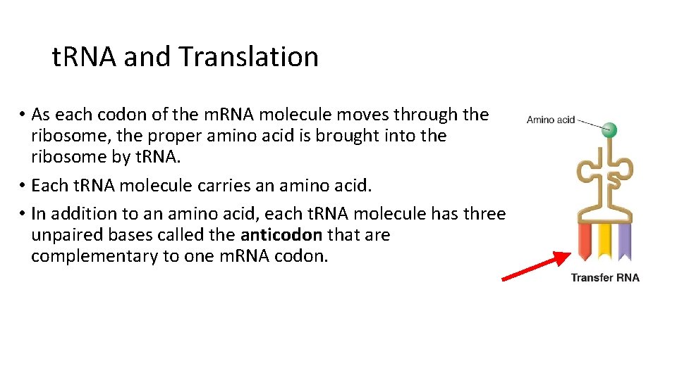 t. RNA and Translation • As each codon of the m. RNA molecule moves