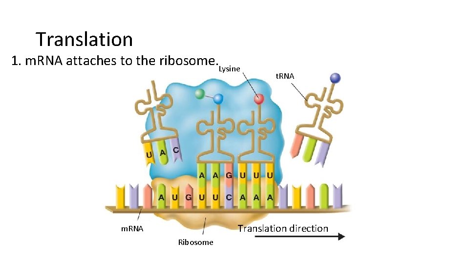 Translation 1. m. RNA attaches to the ribosome. Lysine t. RNA Translation direction m.