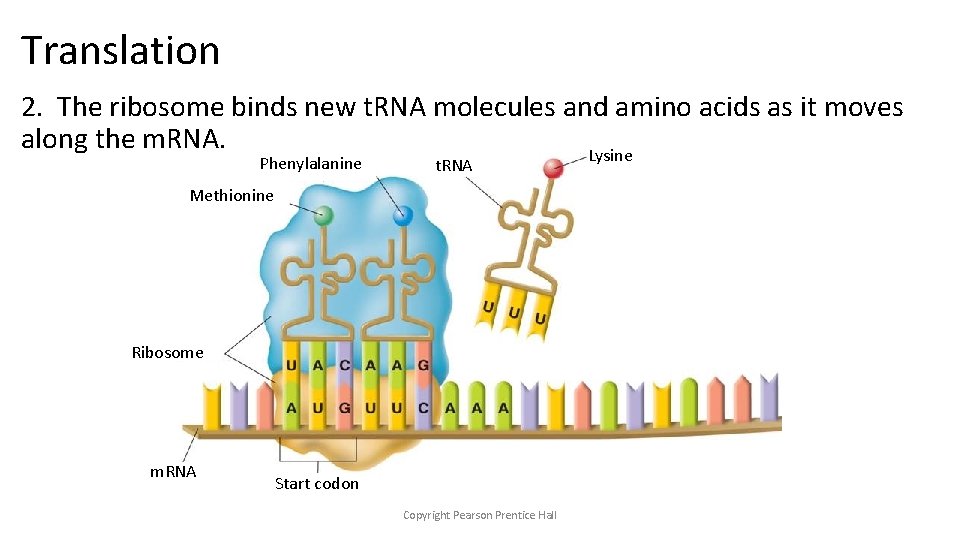 Translation 2. The ribosome binds new t. RNA molecules and amino acids as it