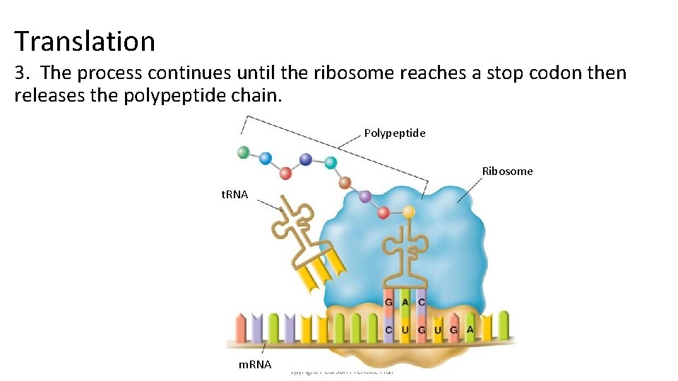 Translation 3. The process continues until the ribosome reaches a stop codon then releases