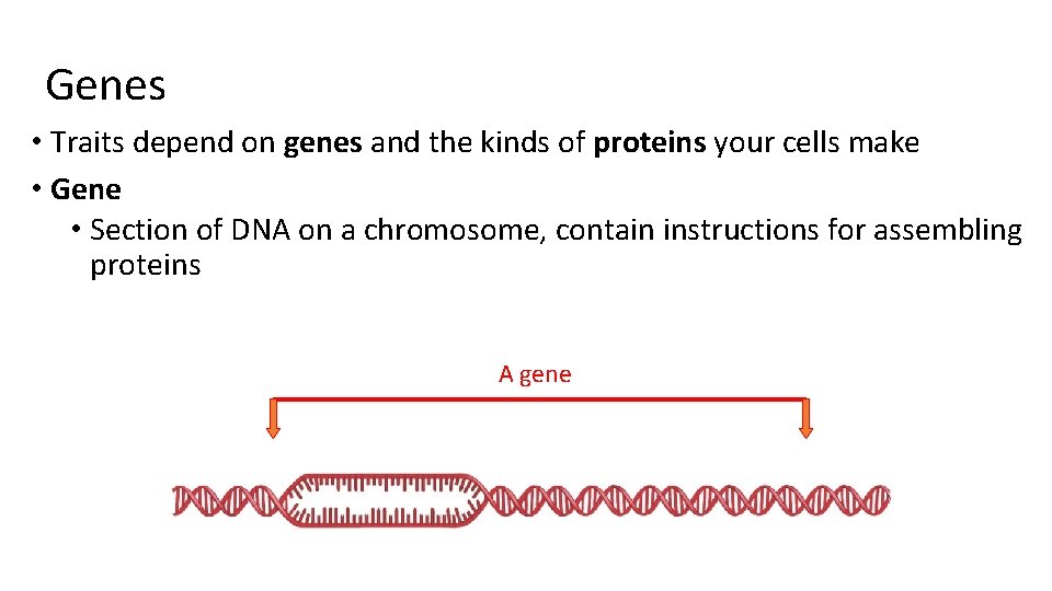 Genes • Traits depend on genes and the kinds of proteins your cells make