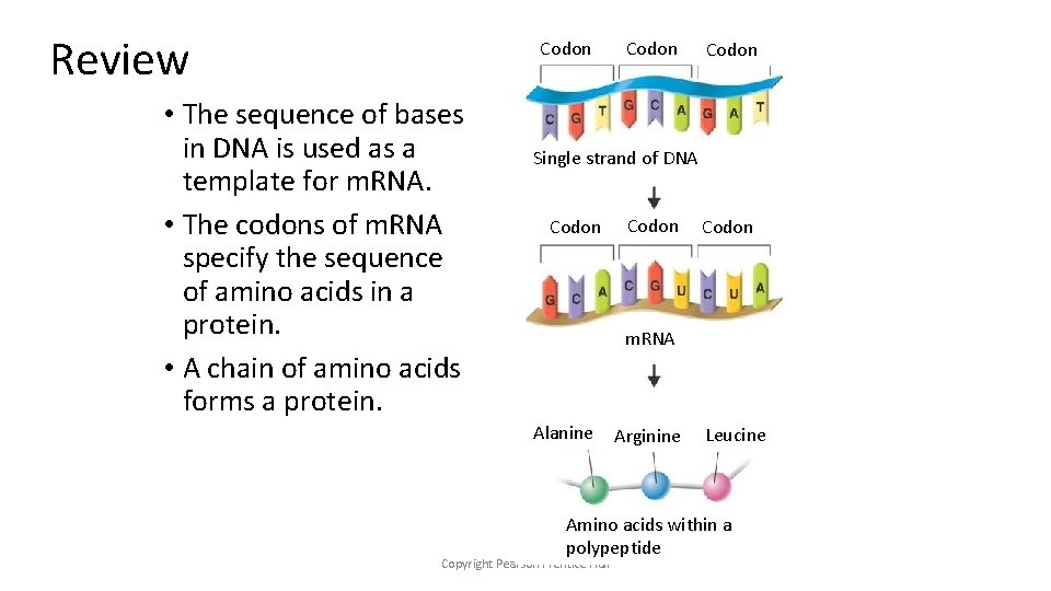 Review Codon • The sequence of bases in DNA is used as a template