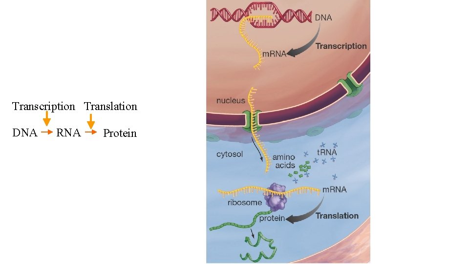 Transcription Translation DNA RNA Protein 