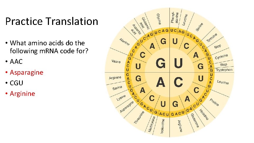 Practice Translation • What amino acids do the following m. RNA code for? •