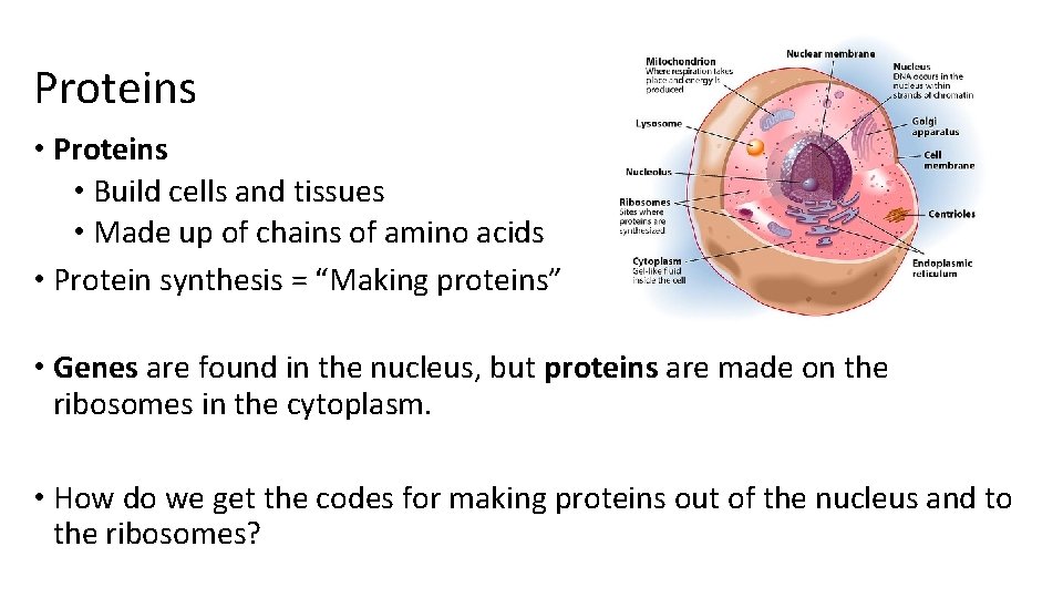Proteins • Build cells and tissues • Made up of chains of amino acids