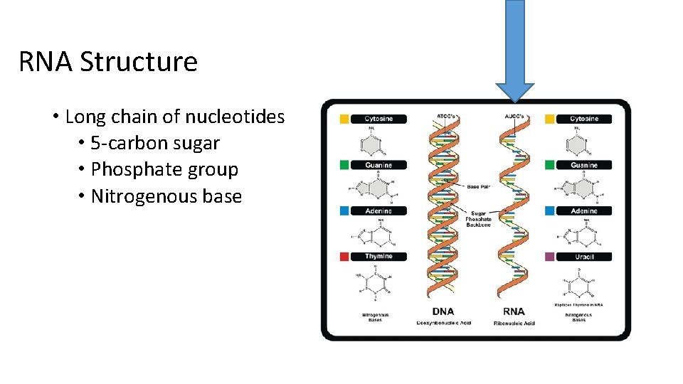 RNA Structure • Long chain of nucleotides • 5 -carbon sugar • Phosphate group
