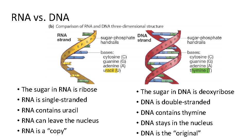 RNA vs. DNA • The sugar in RNA is ribose • RNA is single-stranded