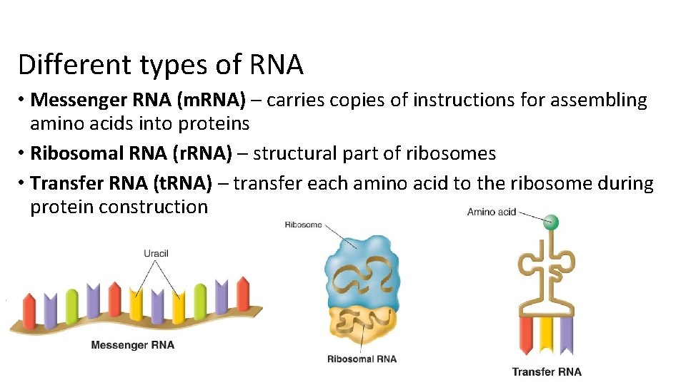 Different types of RNA • Messenger RNA (m. RNA) – carries copies of instructions